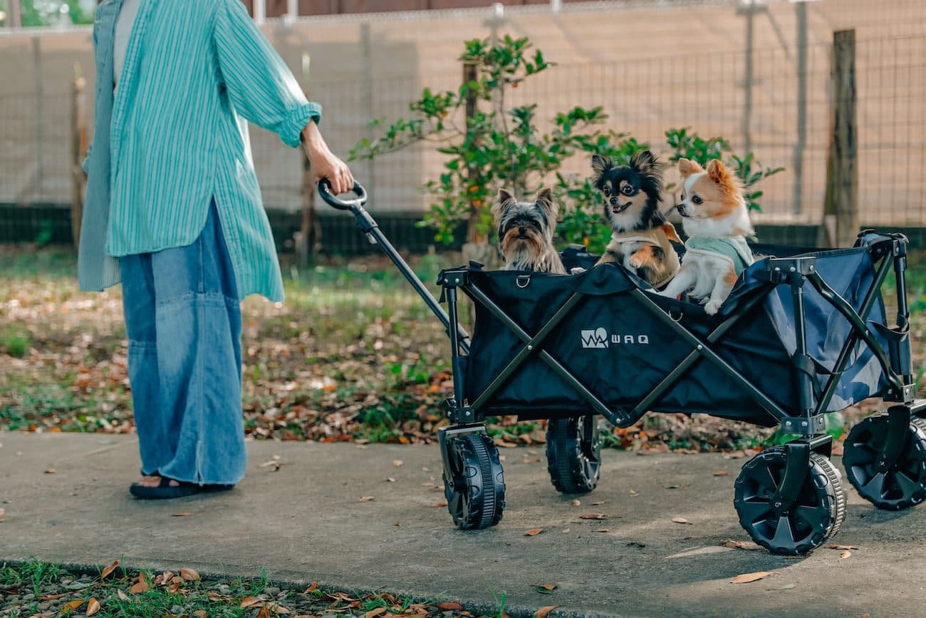 Dog Run